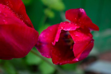 Bahar, bahçede kırmızı lale çiçeği