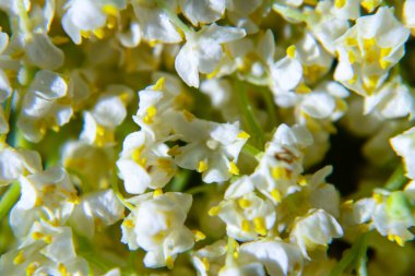 Vadi çiçeklerinin güzel zambağı, yakın plan