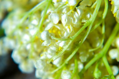 Vadi çiçeklerinin güzel zambağı, yakın plan