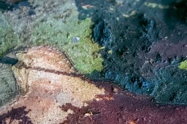 Ağaç kabuğu arkaplan dokusunu kapat