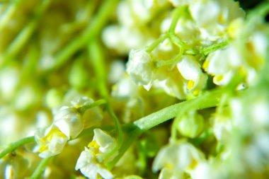 Vadi çiçeklerinin güzel zambağı, yakın plan