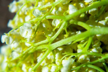 Vadi çiçeklerinin güzel zambağı, yakın plan