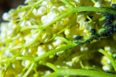 Doğada yeşil bir yaprak bitleri. Makro