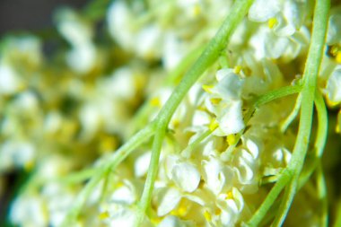 Vadi çiçeklerinin güzel zambağı, yakın plan