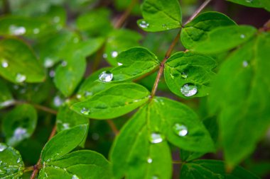 Güzel yeşil yaprakların üzerine çiy damlaları düşer bahçede güneş ışığı, yaz konsepti