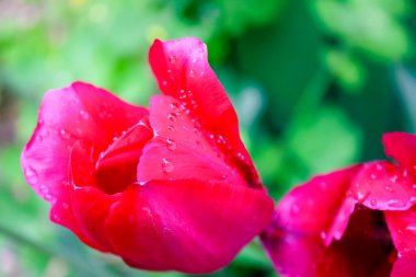 Bahar, bahçede kırmızı lale çiçeği