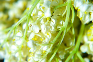 Vadi çiçeklerinin güzel zambağı, yakın plan