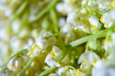 Vadi çiçeklerinin güzel zambağı, yakın plan