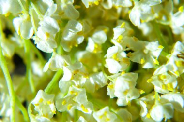 Vadi çiçeklerinin güzel zambağı, yakın plan