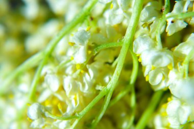 Vadi çiçeklerinin güzel zambağı, yakın plan