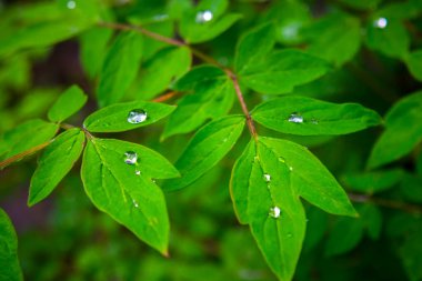 Güzel yeşil yaprakların üzerine çiy damlaları düşer bahçede güneş ışığı, yaz konsepti