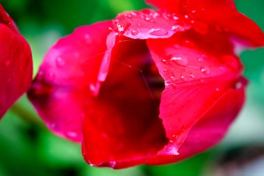 Bahar, bahçede kırmızı lale çiçeği