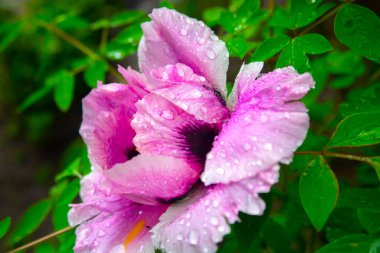 Pembe ve Sarı şakayık çiçeğinin yakın çekimi. Yapraklı yapraklı şakayık çiçeği