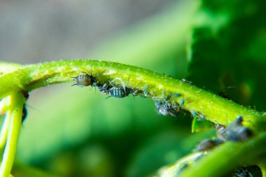 Doğada yeşil bir yaprak bitleri. Makro