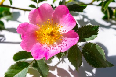 Beyaz arka planda pembe gül (köpek gülü) çiçeği yakın plan