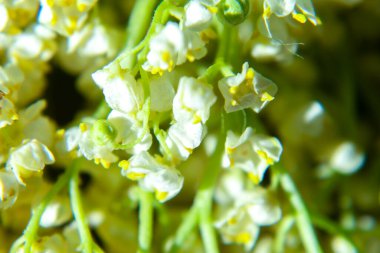 Vadi çiçeklerinin güzel zambağı, yakın plan