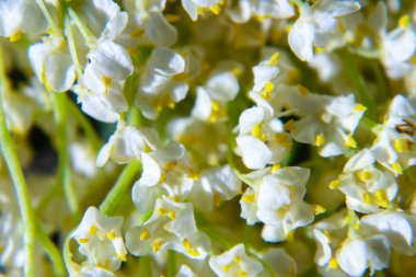 Vadi çiçeklerinin güzel zambağı, yakın plan