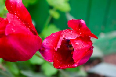 Bahar, bahçede kırmızı lale çiçeği