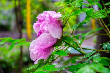 Pembe ve Sarı şakayık çiçeğinin yakın çekimi. Yapraklı yapraklı şakayık çiçeği