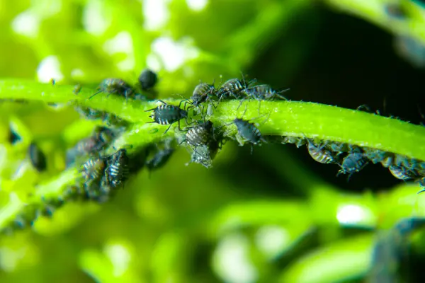 Blattläuse Auf Einem Grünen Blatt Der Natur Makro — Stockfoto