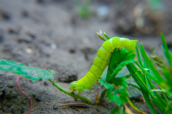 Green Caterpillar Crawling Ground Macro — Stock Photo, Image