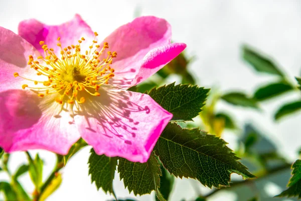 Pink Rosehip Dog Rose Flower Closeup White Background — Stock Photo, Image