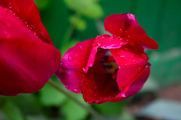 Primavera Flor Tulipa Vermelha Jardim — Fotografia de Stock