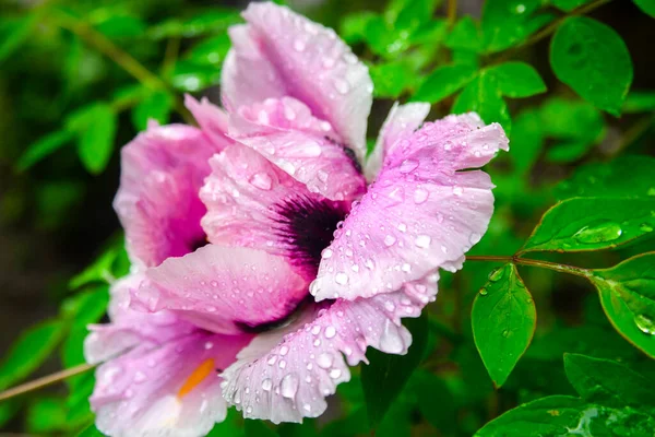 Rózsaszín Sárga Bazsarózsa Virág Bazsarózsa Virág Leveles Háttér — Stock Fotó