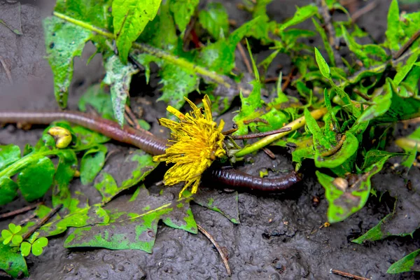 Aardworm Grond Close — Stockfoto