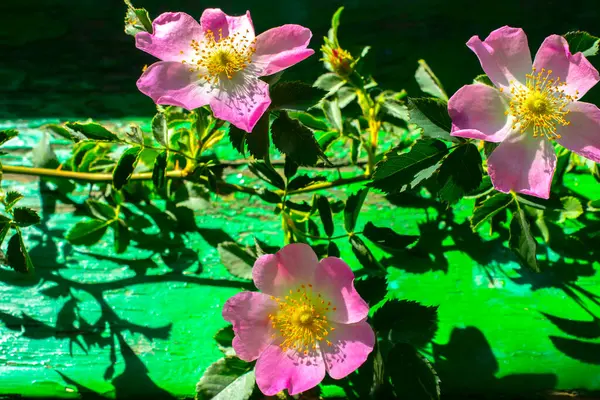 Rosa Nypon Hund Ros Blomma Närbild Grön Bakgrund — Stockfoto