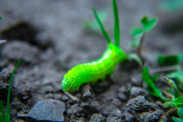 Chenille Verte Rampant Sur Sol Macro — Photo