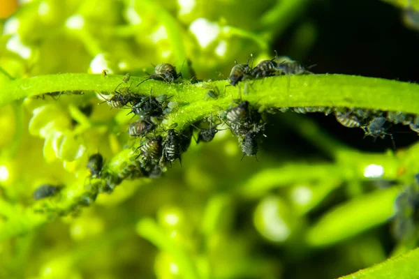 Aphids Uma Folha Verde Natureza Macro — Fotografia de Stock