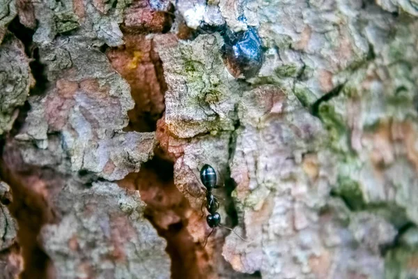 Μυρμήγκι Περπατήσει Στο Ραγισμένο Φλοιό Του Δέντρου — Φωτογραφία Αρχείου