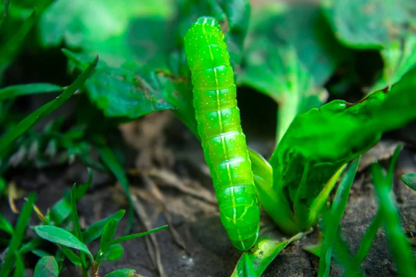 Zielona Gąsienica Czołgająca Się Ziemi Makro — Zdjęcie stockowe