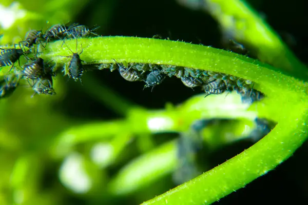 Los Áfidos Sobre Hoja Verde Naturaleza Macro —  Fotos de Stock