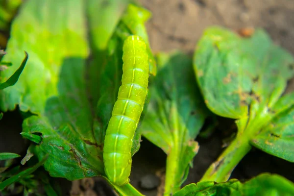 Yeşil Tırtıl Yerde Sürünüyor Makro — Stok fotoğraf