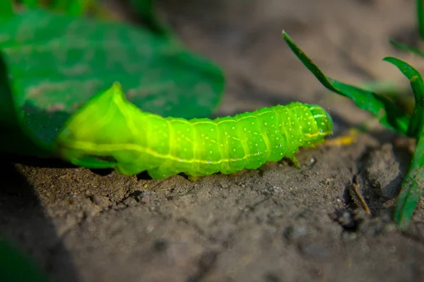 Yeşil Tırtıl Yerde Sürünüyor Makro — Stok fotoğraf
