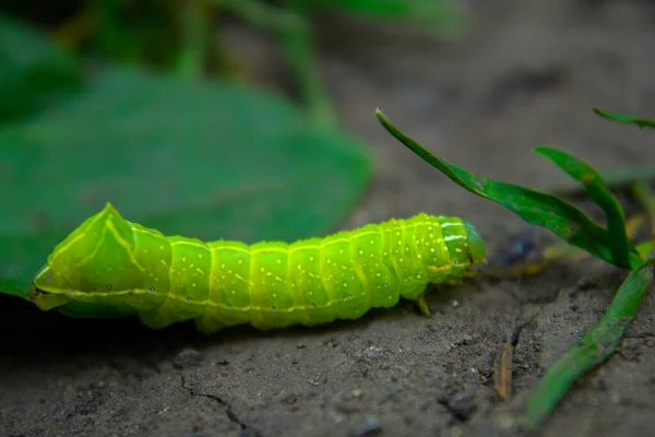 地面を這う緑の毛虫マクロ — ストック写真