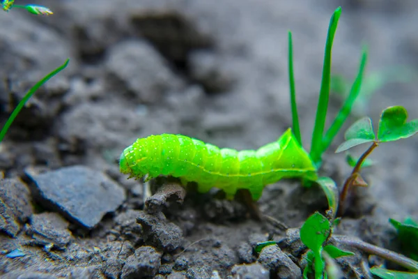 Yeşil Tırtıl Yerde Sürünüyor Makro — Stok fotoğraf