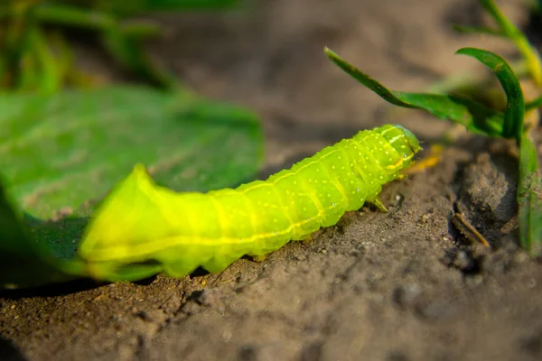 Yeşil Tırtıl Yerde Sürünüyor Makro — Stok fotoğraf