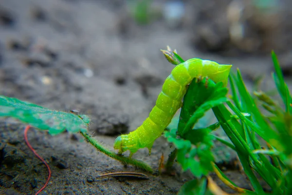 Bruco Verde Strisciante Terra Macro — Foto Stock