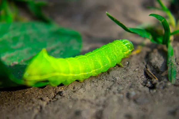 Yeşil Tırtıl Yerde Sürünüyor Makro — Stok fotoğraf