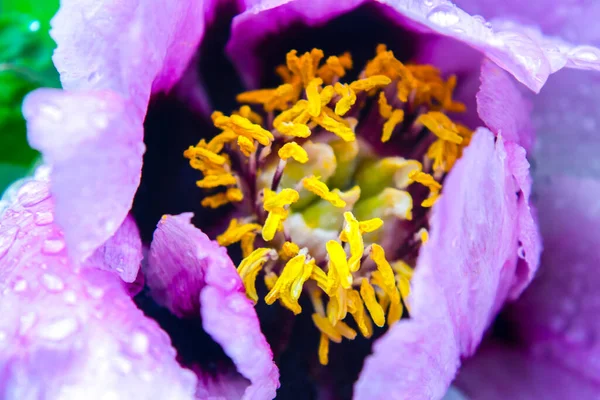 Closeup Pink Yellow Peony Flower Tree Peony Flower Leafy Background — Stock Photo, Image