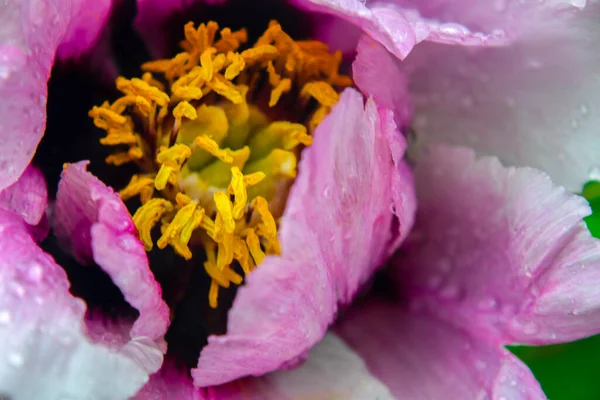 粉红色和黄色牡丹花的遮掩 具有叶状背景的牡丹花 — 图库照片