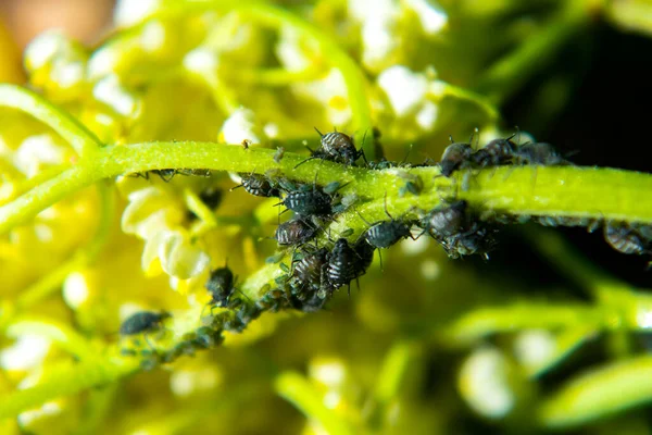 Los Áfidos Sobre Hoja Verde Naturaleza Macro — Foto de Stock