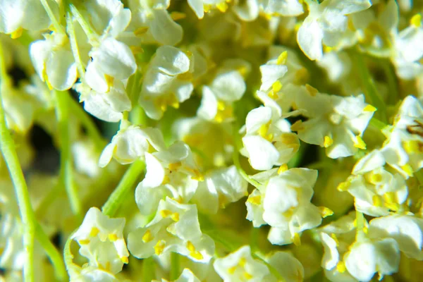 Vadi çiçeklerinin güzel zambağı, yakın plan