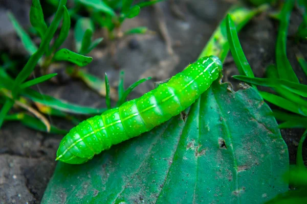 Chenille Verte Rampant Sur Sol Macro — Photo