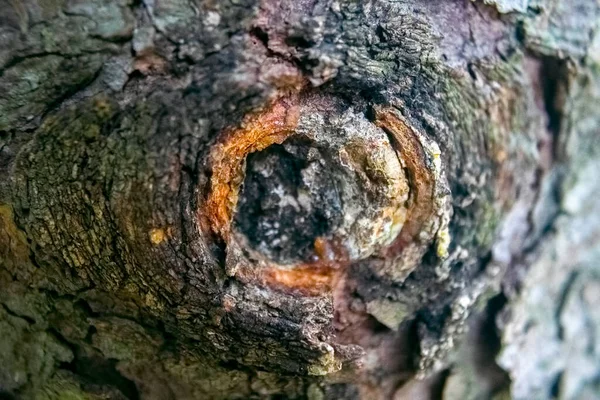 Closeup Tree Bark Background Texture — Stock Photo, Image