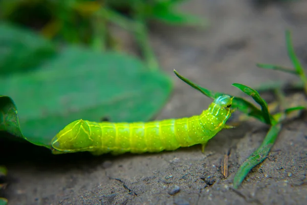 Зеленая Гусеница Ползает Земле Макро — стоковое фото