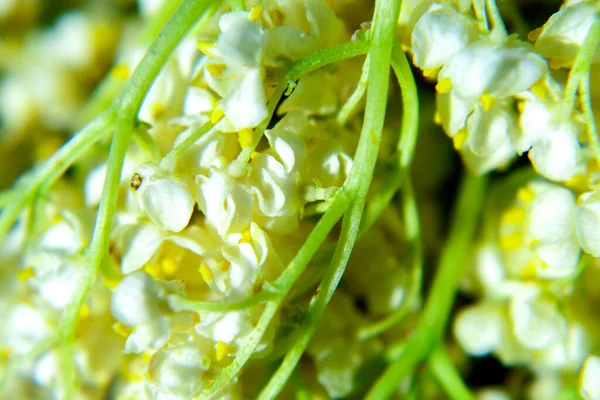 Vadi çiçeklerinin güzel zambağı, yakın plan